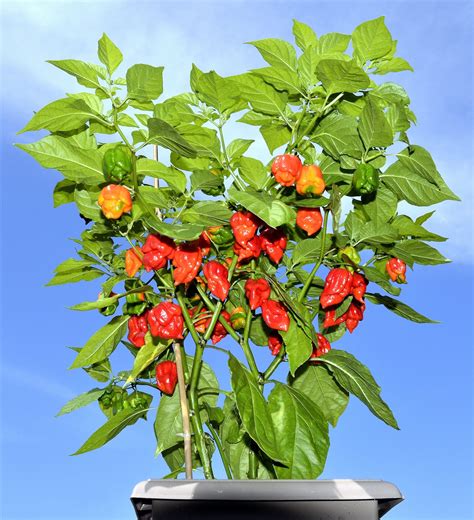 10 Red CAROLINA REAPER PEPPER World's Hottest Capsicum - Etsy Canada