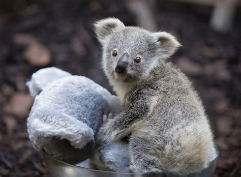 UK's only koala joey a girl | Discover Animals