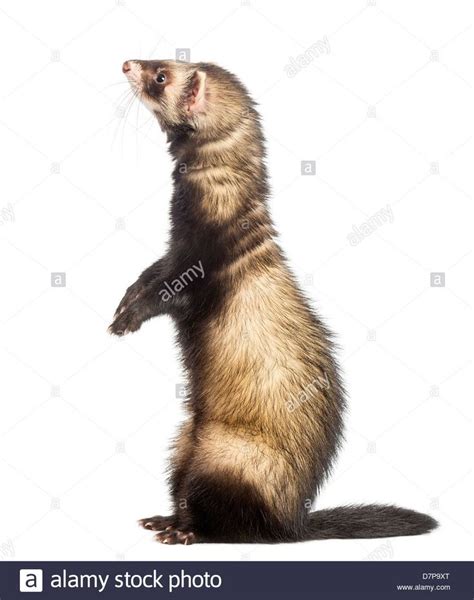 Side view of a Ferret, Mustela putorius furo, standing on hind legs and ...