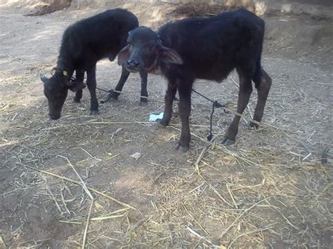 Murrah Buffalo Calf at Rs 20000 | Murrah Buffaloes Calf in Karnal | ID ...