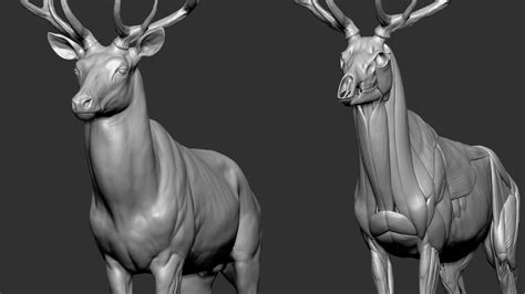 Red Deer Stag Elk VFX MUSCLE SIMULATION 3D - TurboSquid 1752018