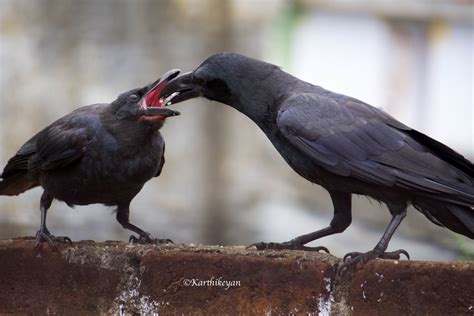 Crow Feeding the baby | Referencias