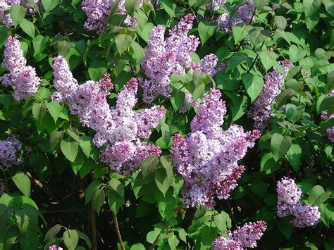 How to Take Care of a Young Lilac Tree | Garden Guides