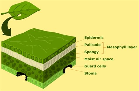 Structure of a leaf - Integrated Science: General