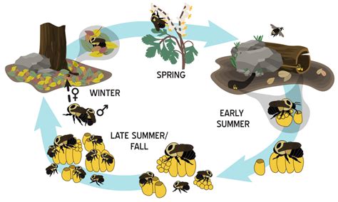 Life Cycle and Biology – Bumble Bees of Wisconsin – UW–Madison