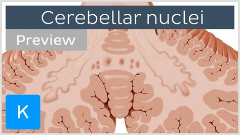 Cerebellar nuclei: anatomy and functions (preview) - Human Neuroanatomy ...