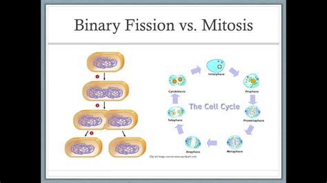 Mitosis & Binary Fission (plus rap, The New K Drizzy with K Drizzy) - YouTube