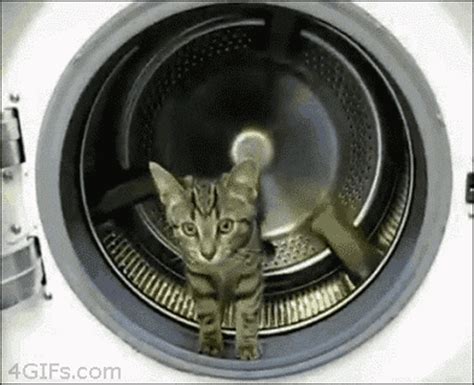 Funniest Cat Gifs