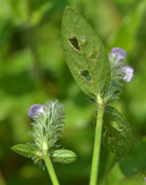 Justicia procumbens L., Karambal, NGIDn393524355 | naturgucker.de ...