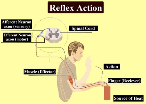 √1000以上 reflex arc questions and answers 199156-Reflex arc questions ...