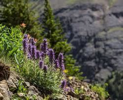 Plants - The Alpine Biome