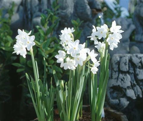 Narcissus Assorted Varieties