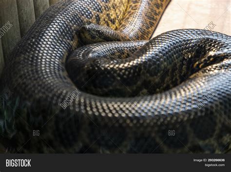 Anaconda Snake Zoo Image & Photo (Free Trial) | Bigstock