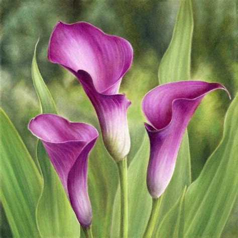 Calla Lilies Painting by Marlene Llanes | Saatchi Art