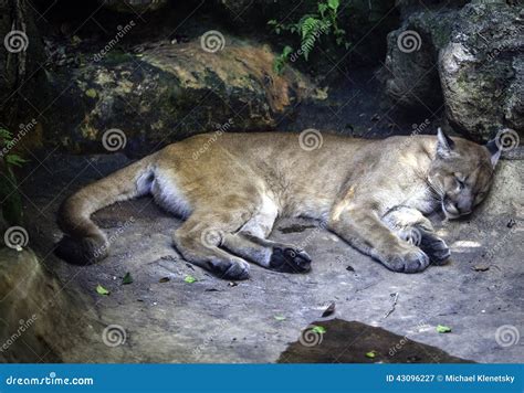 Florida Panther stock image. Image of species, feline - 43096227