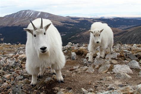 Funny Mountain Goat New Photos | Funny And Cute Animals