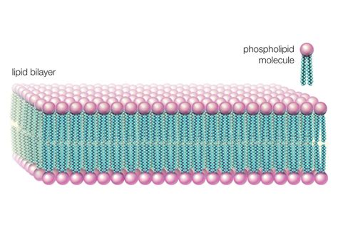 How Phospholipids Help Hold a Cell Together