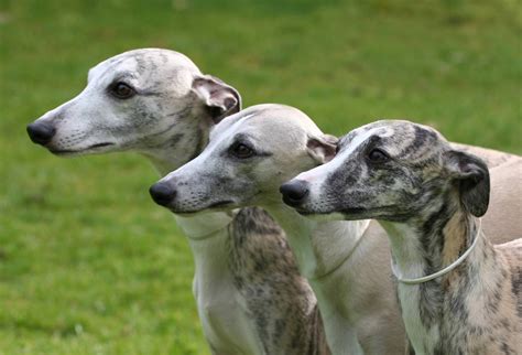 Is A Whippet Faster Than A Greyhound