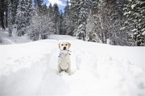 Winter Hiking in Lake Tahoe with your Dog – Dont Stop Retrieving