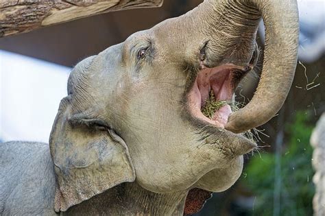 Big open elephant mouth! | ANIMAL KINGDOM! | Elephant, Elephant trunk, Save the elephants