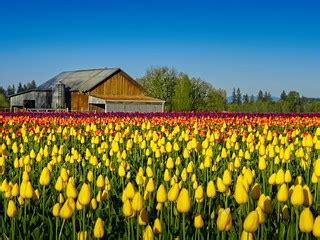 Barn Tulip Field A | Barn and tulip field at the Wooden Shoe… | Flickr