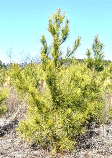 Loblolly Pine Tree stock photo. Image of horticulture - 86233734