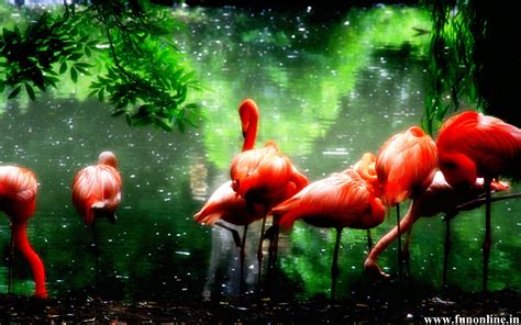 Pink Flamingo Wallpaper - WallpaperSafari