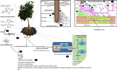 Frontiers | Contribution of Arbuscular Mycorrhizal Fungi, Phosphate ...