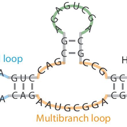 Secondary structure of RNA with substructures. | Download Scientific ...