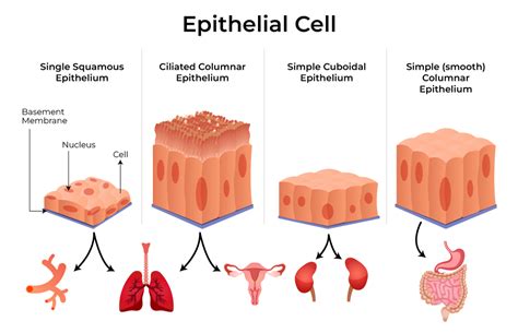 Epithelial Tissue Types Of Epithelial Tissue Cells Fu - vrogue.co