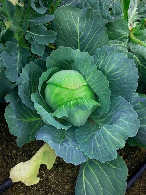 CABBAGE ||Each cabbage plant produces one head of cabbage at its center. Space plants 2 to 4 ...