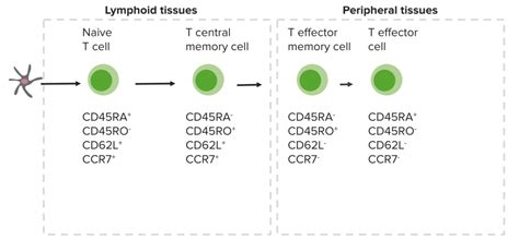 T cells: Types and Functions | Concise Medical Knowledge