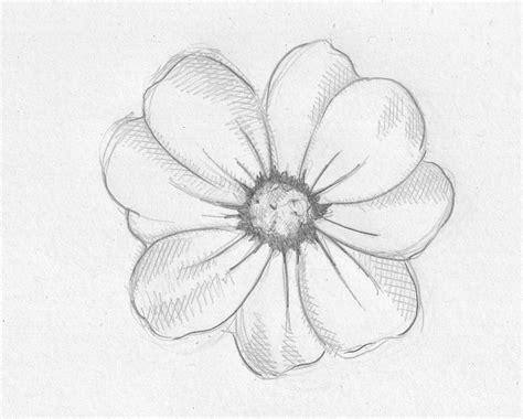 Flower Shading Drawing at PaintingValley.com | Explore collection of Flower Shading Drawing