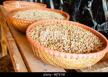 Weasel feces with embedded coffee beans Stock Photo - Alamy