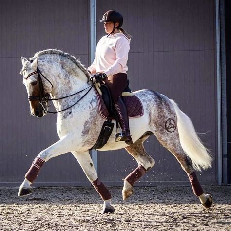 Rate this beautiful horse 1 - 10 : @stallioncazurro | Horses, Horse ...