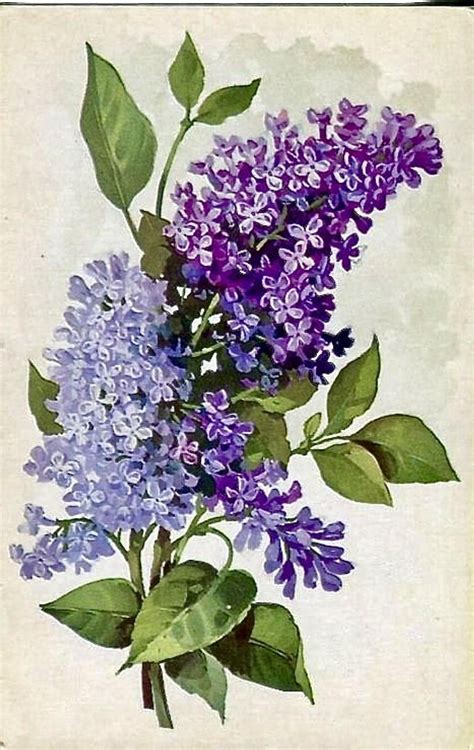 image 0 | Lilac painting, Watercolor flowers, Flower art