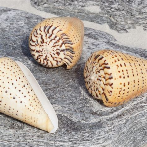 Cone Shells - Buy Shells Online - Shell Paradise