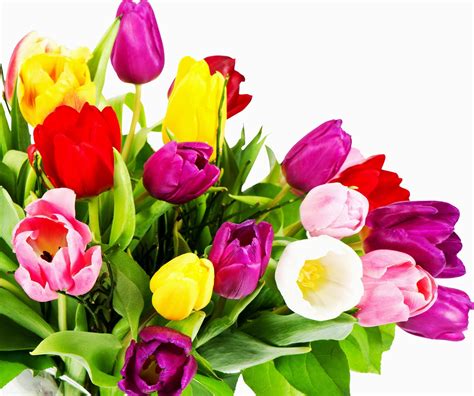 Wallpaper : tulips, flowers, bouquet, bright, colorful, white background 2200x1840 - goodfon ...
