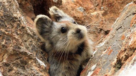 Petition · Worldwide Wildlife Fund: Put the Ili Pika on the Endangered Animals List before it's ...