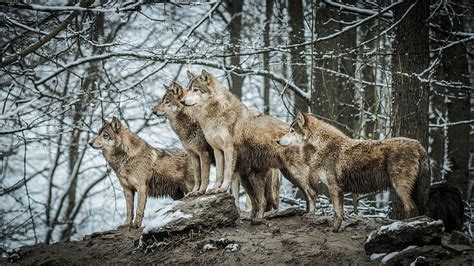 Wolves, forest, lup, wolf, pack, animal, HD wallpaper | Peakpx