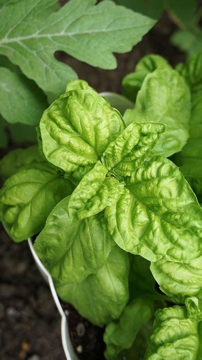 Basil Leaves Plant - Free photo on Pixabay - Pixabay