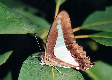 Blue Triangle Butterfly - Graphium sarpedon