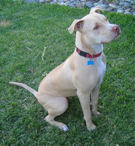 American Pitbull Terrier Female | PETSIDI