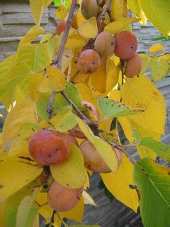 American Persimmon Varieties to choose