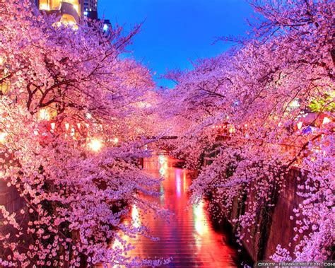 Cherry Blossom Tree At Night Wallpaper