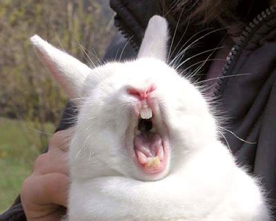 Rabbit Pictures: Funny Looking Bunny Rabbit Pictures