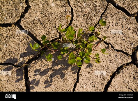 Arid Soil Images