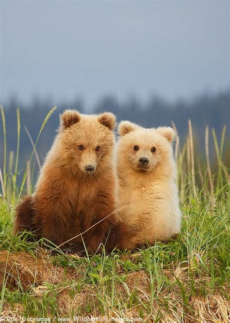 PsBattle: Two Bears Cubs in a Field : r/photoshopbattles