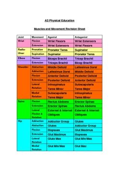 Muscles, Agonist/Antagonist, Movement Patterns by BFATeachTools | TpT