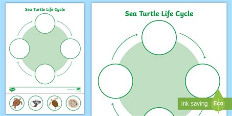 Sea Turtle Life Cycle Worksheet (Under the Sea) - Twinkl